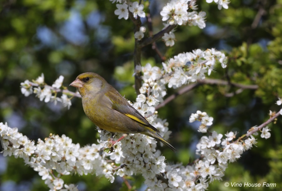 Greenfinch in hedgerow
